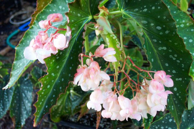 B. ‘La Paloma’
